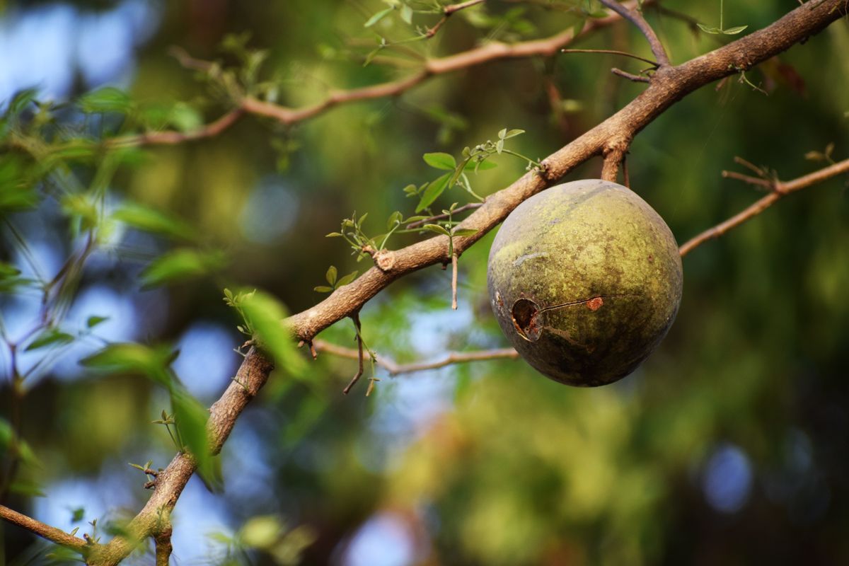 Fruit du baobab : bienfaits, goût et utilisation