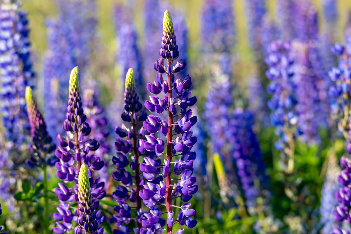 Farine de lupin : bienfaits, goût et utilisation